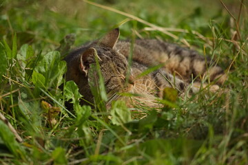 Naklejka na ściany i meble Sleeping monastery cat in the grass.