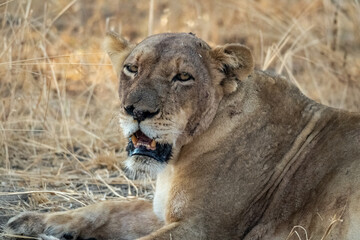Close-up of a beautiful lioness resting after hunting