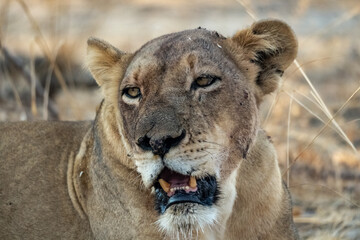 Close-up of a beautiful lioness resting after hunting