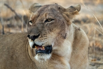 Fototapeta na wymiar Close-up of a beautiful lioness resting after hunting