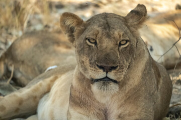 Close-up of a beautiful lioness resting after hunting