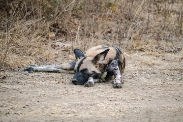 Close-up of a beautiful wild dog in the savannah