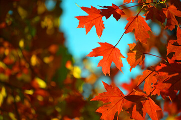 Red Fall Leaves with copy space.