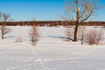 Winter landscape with traces of wild animals. Animal tracks in the snow.
