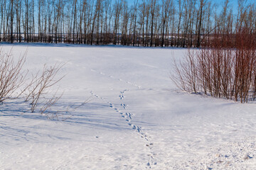 Traces of a wild animal in the field go into the winter forest. Animal tracks in the snow.