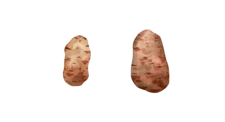 Watercolor potato illustration. Botanical illustration with potatoes collection of vegetable