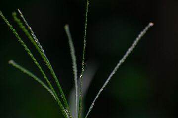 A small wild flower close-up macro shot in the north east reason of india.