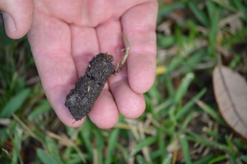 Soil plug from a lawn aerator in a man's hand