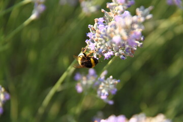 Campos de lavanda 