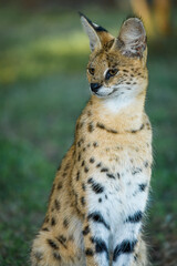 Serval (Leptailurus serval). KwaZulu Natal. South Africa