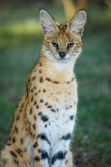 Serval (Leptailurus serval). KwaZulu Natal. South Africa