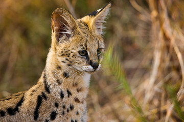 Naklejka na ściany i meble Serval {Leptailurus Serval}. Northern Tuli Game Reserve. Botswana