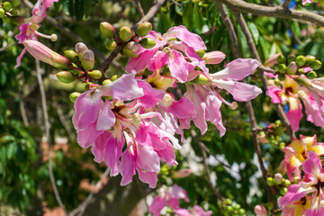 A Ceiba Chorizia tree blooming with yellow-pink flowers against a blue sky