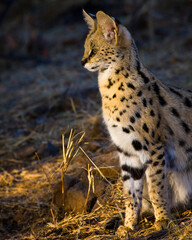 Fototapeta na wymiar Serval {Leptailurus Serval}. Northern Tuli Game Reserve. Botswana