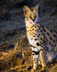 Serval {Leptailurus Serval}. Northern Tuli Game Reserve.  Botswana