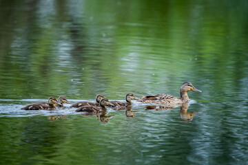 Rodzina kaczek przepływająca przez rzekę - obrazy, fototapety, plakaty