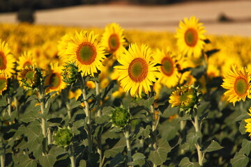Fototapeta premium Girasol 