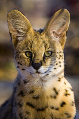 Serval {Leptailurus Serval}. Northern Tuli Game Reserve.  Botswana