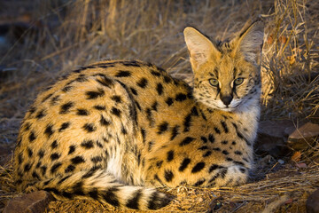 Serval {Leptailurus Serval}. Northern Tuli Game Reserve.  Botswana