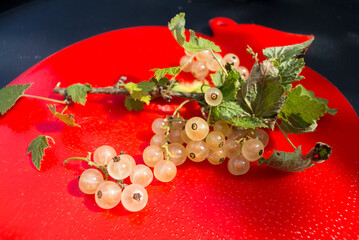 A bunch of white currant berries with leaves on a red plastic plate