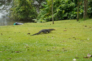 monitor lizard on the ground|Malayan water monitor lizard|马来亚圆鼻巨蜥