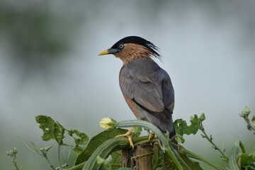 Brahminy Sterling