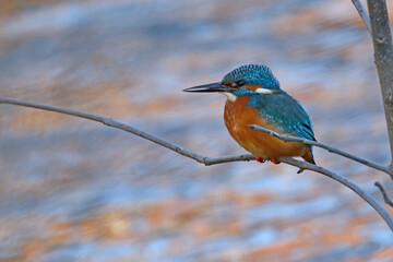 Zimorodek, Kingfisher © Ania