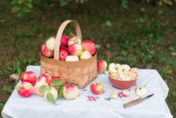 a full basket of ripe apples on a table in an autumn apple orchard. basket full of apples. apple harvest.