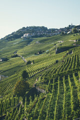Fototapeta premium les vignes de la riviera