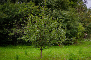 apple tree in spring