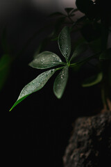 rain drops on a leaf