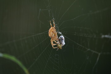 unlucky wasp caught in a spider web, wrapped in silk and ready to eat later