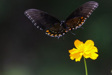 The Eastern Black Swallowtail butterfly is a common visitor to open fields and farmlands. It features black wings with rows of yellow spots separated by blue scaling.