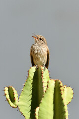 Muchołówka szara Tunezja © Ania