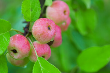 Small red apples grow on a wild apple tree. close-up photo. Selective focus in the foreground. Defocused background.
