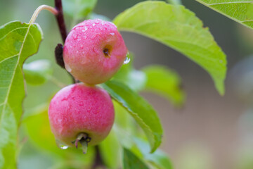 Small red apples grow on a wild apple tree. close-up photo. Selective focus in the foreground.