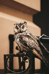 very beautiful owl in the city