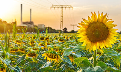 Power line over a field of sunflowers - symbol of green energy