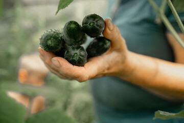 The hands of an elderly woman harvesting cucumbers in a greenhouse.
