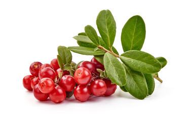 Fresh lingonberry with leaves, isolated on white background.