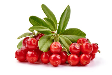 Fresh lingonberry with leaves, isolated on white background.