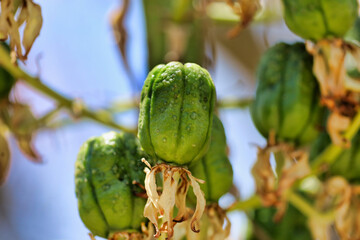 Close-up view of a green Spanish bayonet seed pod.