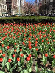 Tulips in New York City