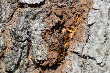 Formosan Termites destroying an oak tree in Florida