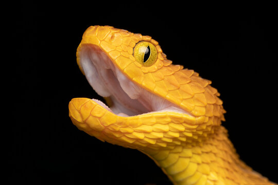 Profile close-up of a venomous Bush Viper snake (Atheris squamigera) fangs retracted.