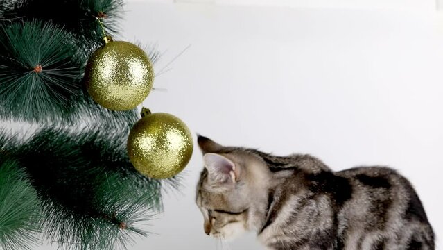 brown kitten plays with a christmas ball on the tree
