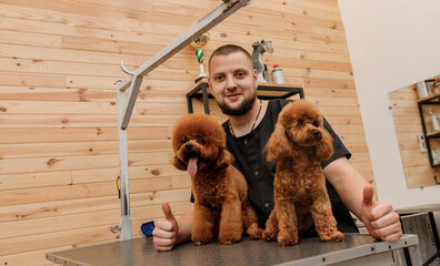 Professional male groomer with poodle teacup dog on his workplace in grooming salon for pet