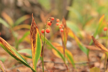 Red berry of lily of the valley, poisonous plant. Lily of the valley in autumn in the forest, nature, selective focus
