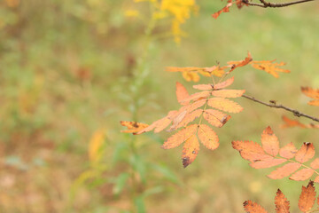 Selective focus on leaves in autumn forest. Leaves close-up with spots from yellowing. Nature. Change of season in the forest
