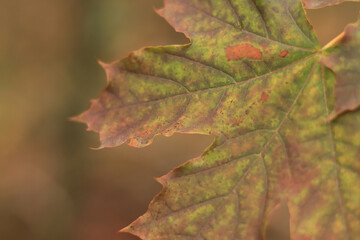 Selective focus on maple leaves in autumn forest. Leaves close-up with spots from yellowing. Nature. Change of season in the forest